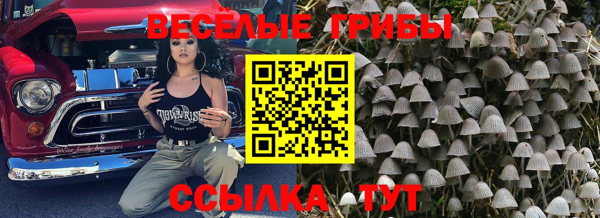 Псилоцибиновые грибы Cubensis  Вход с VPN  как найти закладки  Балашов 